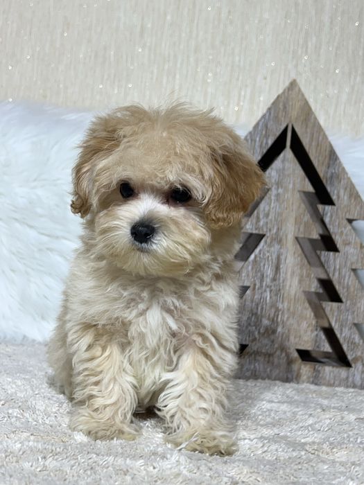 Мікро хлопчик. Мальтипу Ф1.