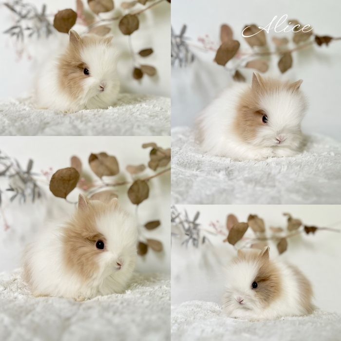 Króliczki Karzełki waga 800gram-1.2kg, Teddy i Mini lop