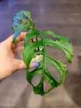 Monstera Obliqua "Peru" sadzonka ukorzeniona