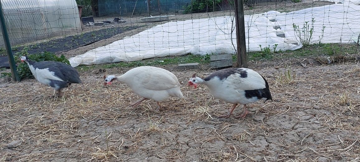 Perliczki, jaja lęgowe