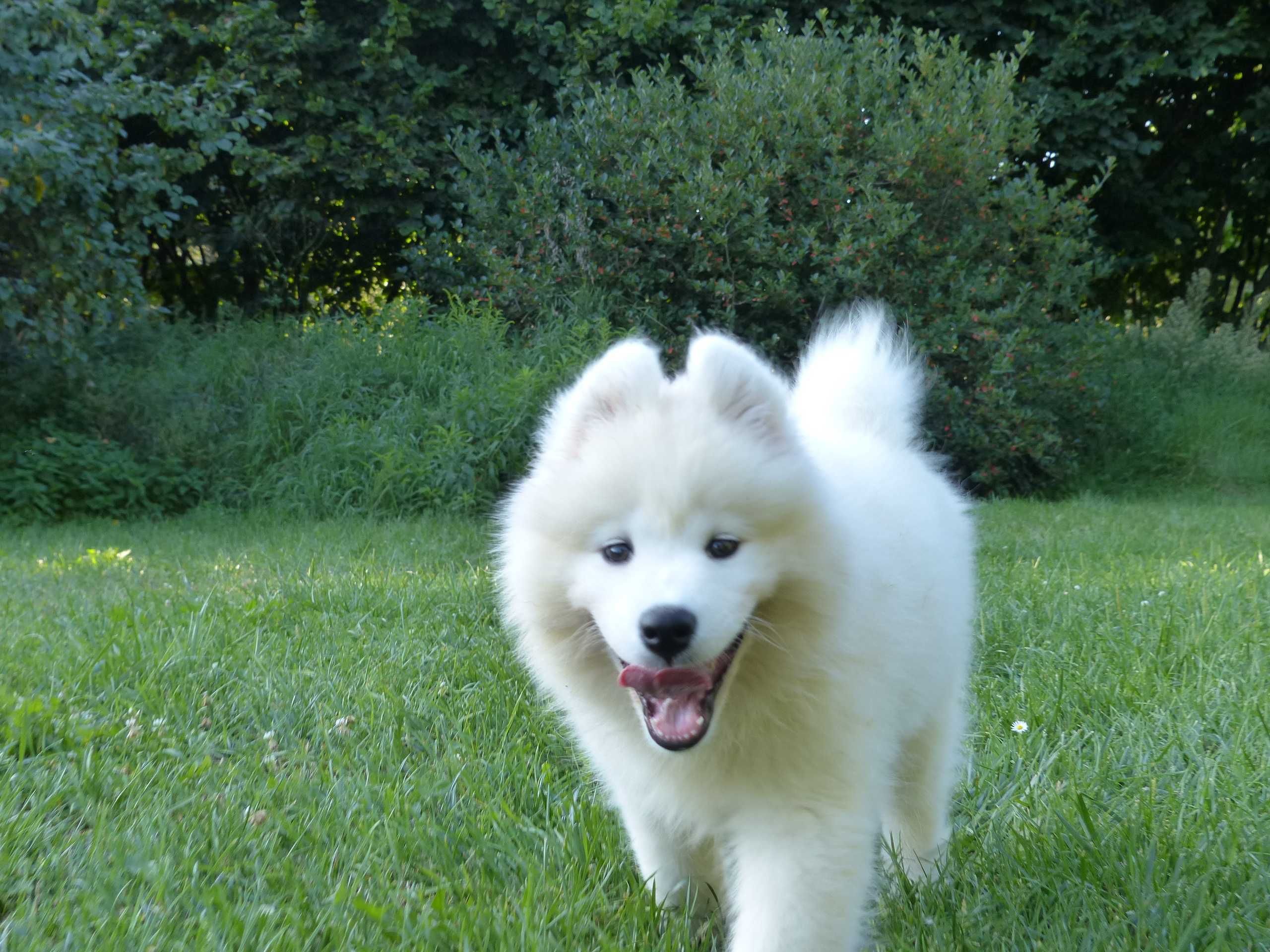 Samoyed samojed zapowiedź miotu  lato 2024 Wildness Siberian ZKwP FCI