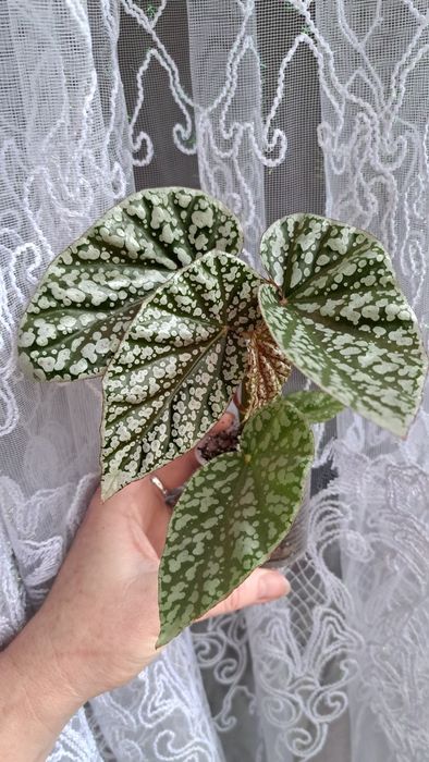 Бегонія Snow Cap