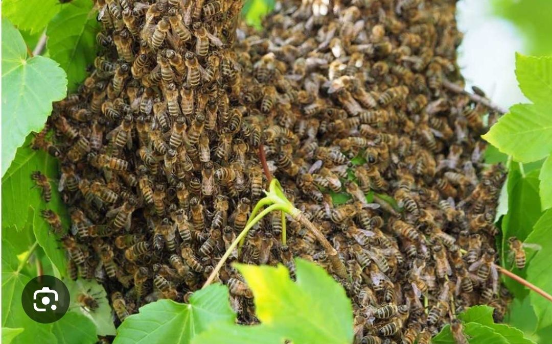 Pszczoły, rójka, wyrojone pszczoły