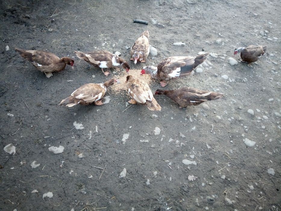 Продам індокачок шипунів