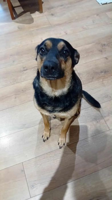 Cudowny piesek do adopcji