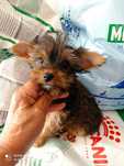 Maravilhoso Yorkshire Terrier Chocolate
