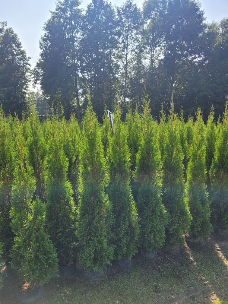 Tuja Smaragd 120 cm tuje szmaragd laurowisnia 140 thuja brabant leszno