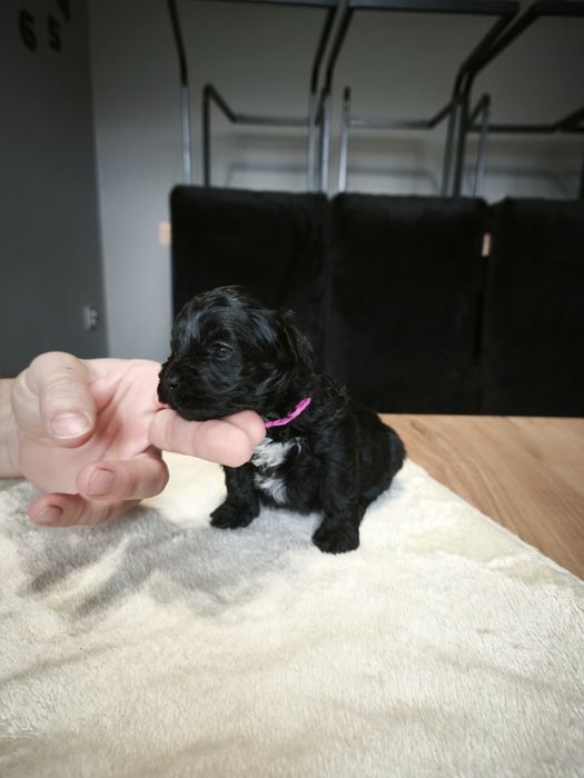 Pudel Toy  + Hawańczyk (Havapoo)