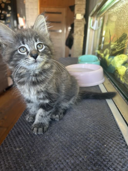 Kotek Norweski Leśny