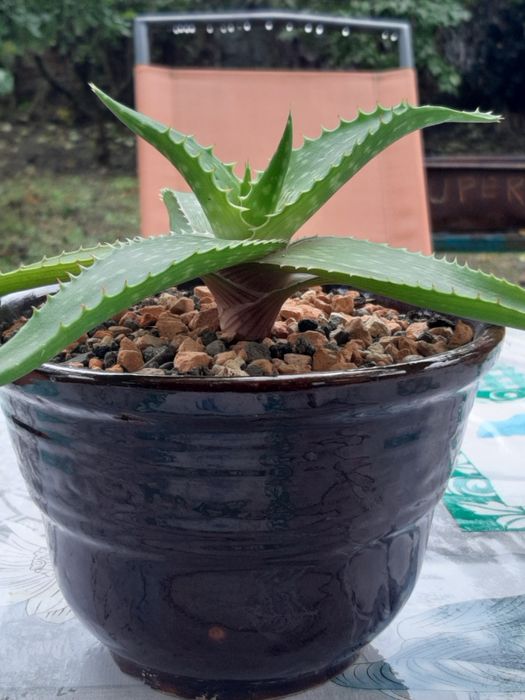 Алое суккулент лечебное алое вера