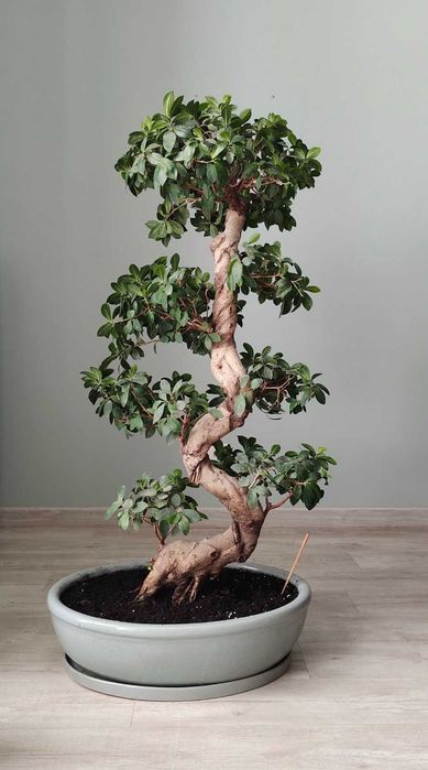 Декоративное дерево Бонсай