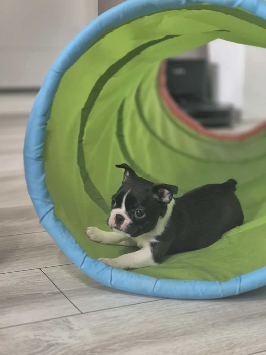 BOSTON TERRIER , Terra platino , samiec RAYAN, ZKwP/FCI