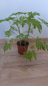 Kwiaty geranium, kaktus, paprotka