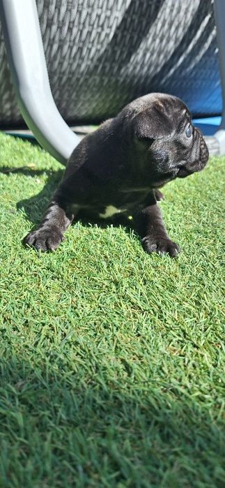 Bulldog Francês fêmea
