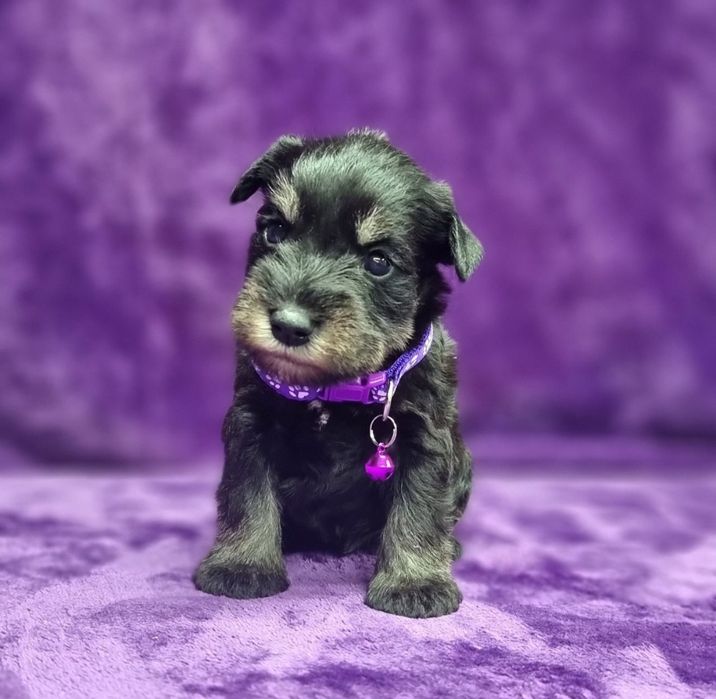 Цуценята цвергшнауцера