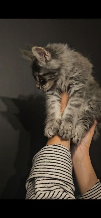 Kocurek Maine coon