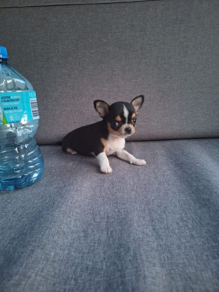 Chihuahua mini suczka