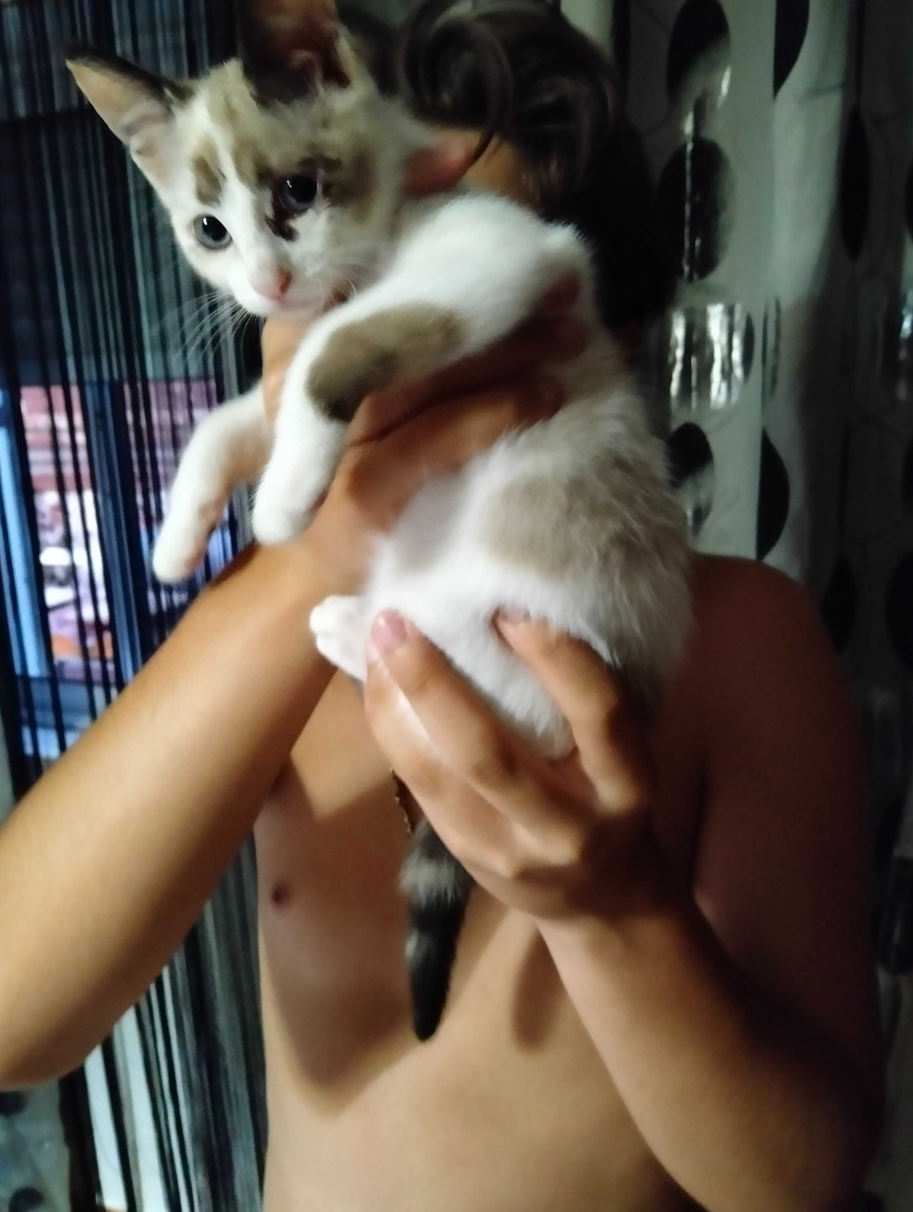 Dou gatinha com dois meses