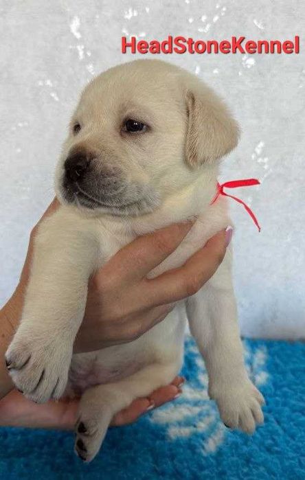 Лабрадор ретривер Щенки КСУ