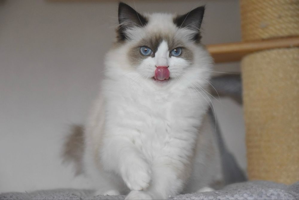 Kocurek Ragdoll z rodowodem - Winston, gotowy do odbioru