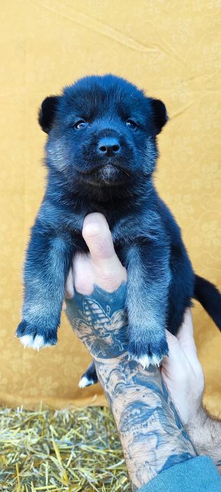 Дівчинка та хлопчик - продаж