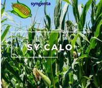 Kukurydza SY CALO Syngenta  nr 1 wysyłka