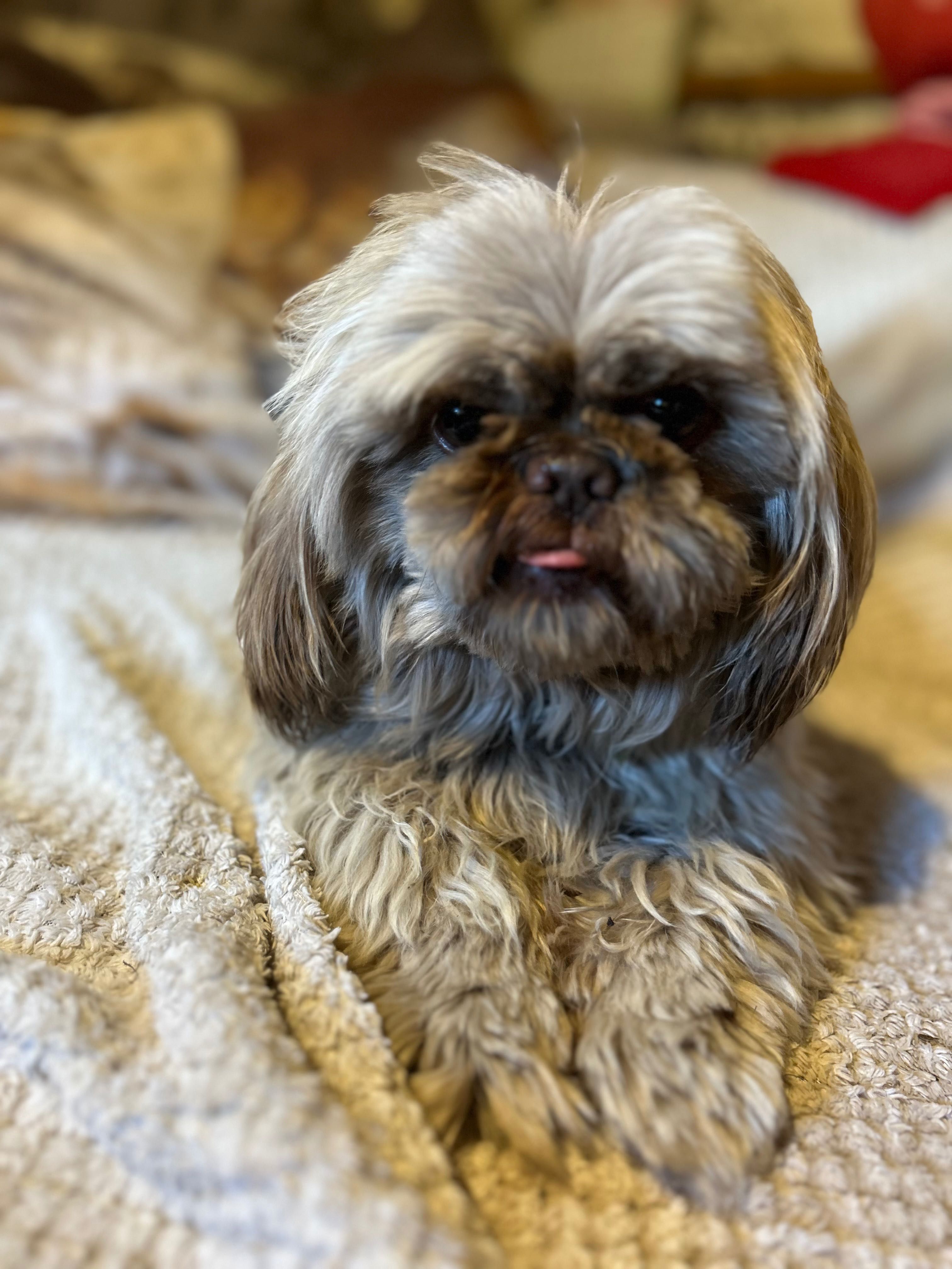 Piesek 6 lat Shih Tzu