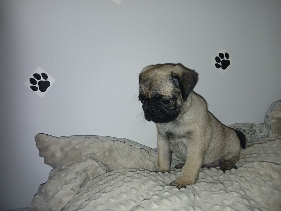 Mops mopsiczki  mopsy