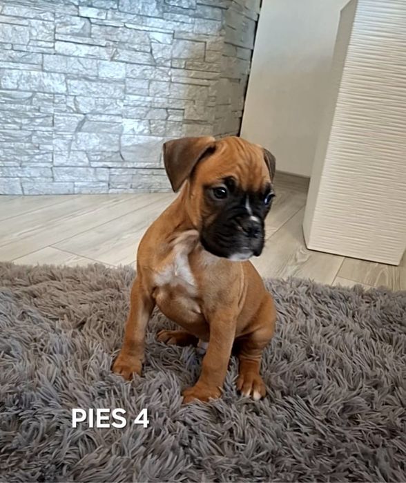 Szczeniak Bokser- Piesek