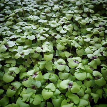 Базилік зелений міікрогрін насіння, 50 г