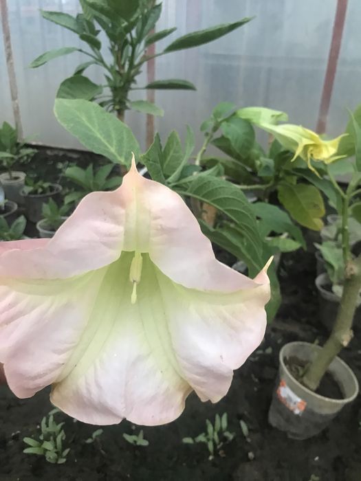 Sadzonka datury wieloletniej odmiany okeiayach pojedynczych i pelnych