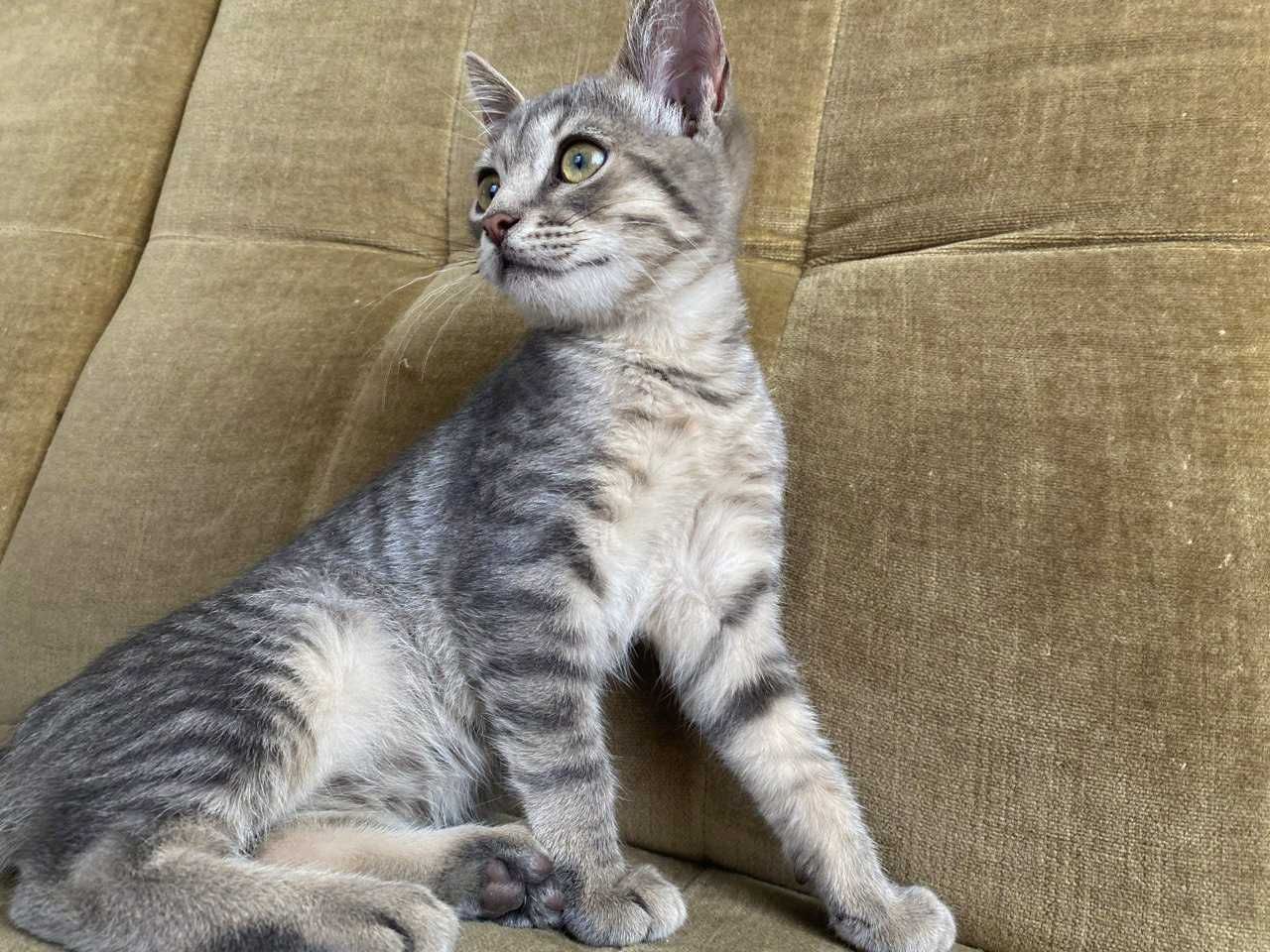 Котик, кіт, кошеня, неймовірний Честер – з надією в пошуках дому!