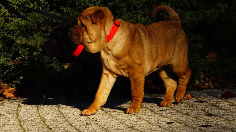 Eter,Cudny szczeniak Shar Pei. Rudy z rodowodem. Rodzice FCI IMPORTY
