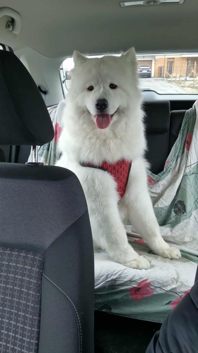 Samoyed SWKiPR-gotowe do odbioru
