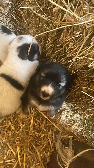 Цуценята в добрі руки.