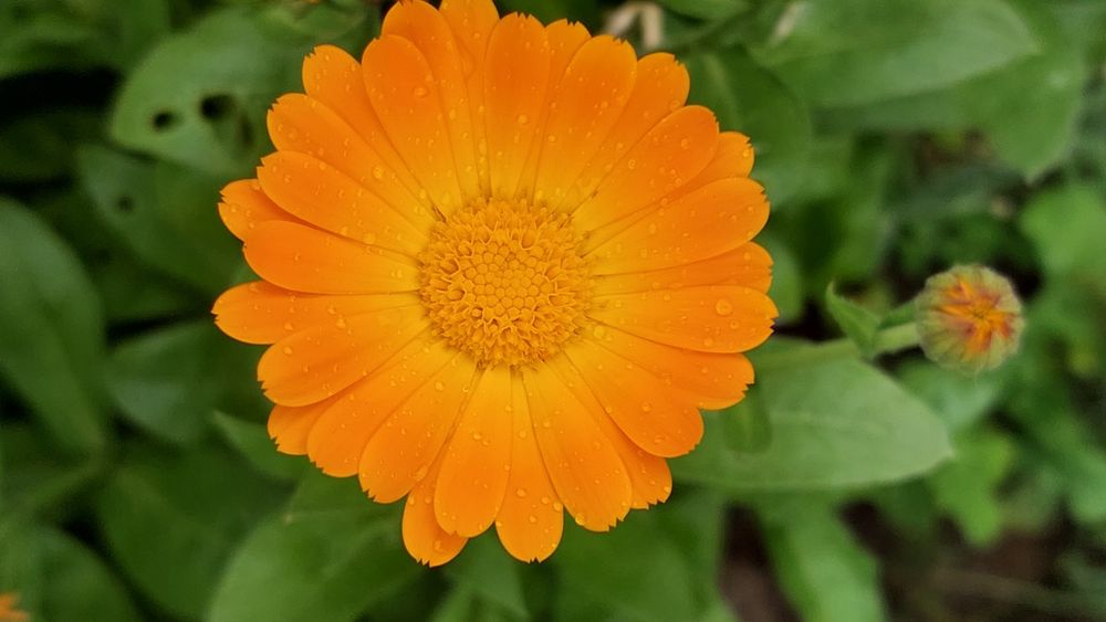 Календула насіння нагідки насіння