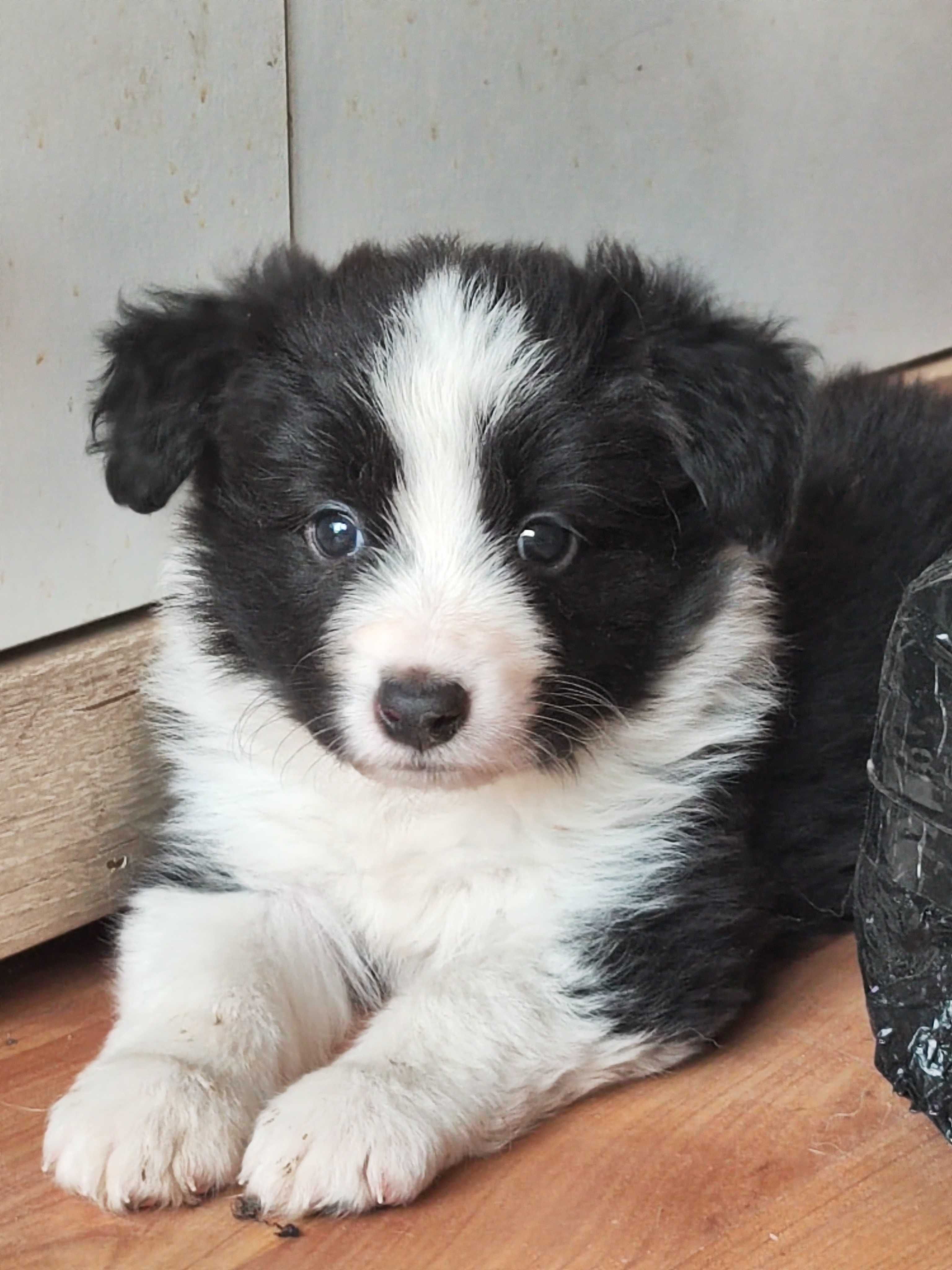Border Collie ZKwP / FCI czarno biały chłopiec