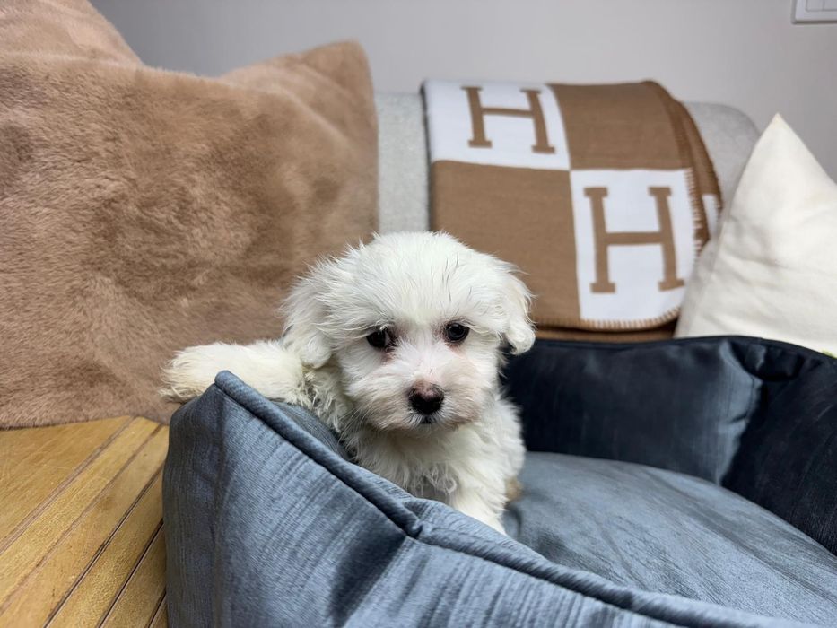 maltanczyk szczeniak