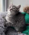Маленьке кошеня котик