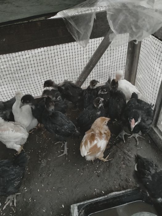 Продам подброшенный ціплята Джерсіский гігант