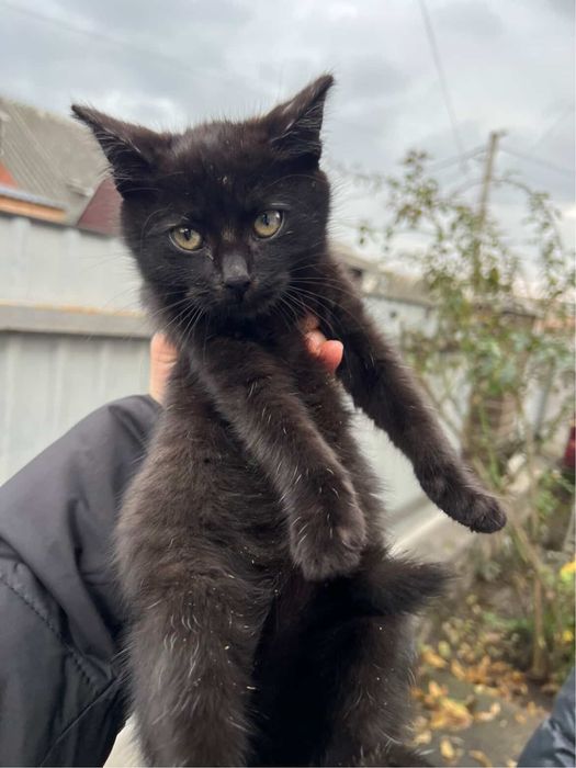 Кошенята шукають домівки