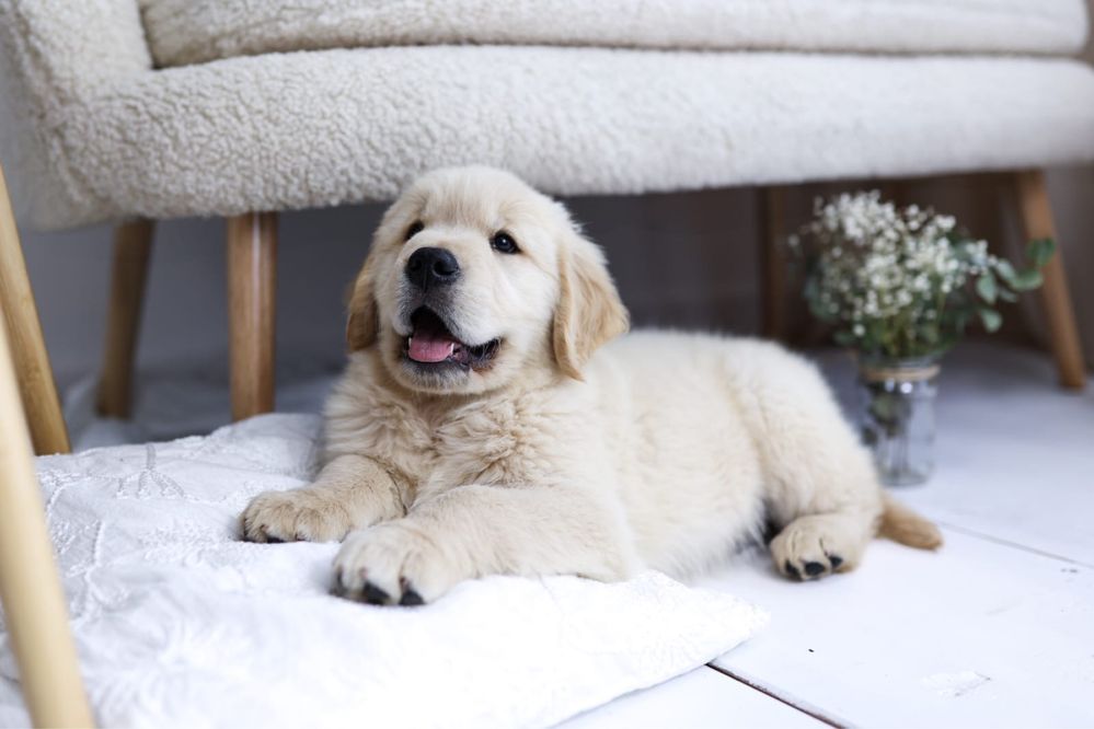* Golden Retriever ZKwP/FCI *