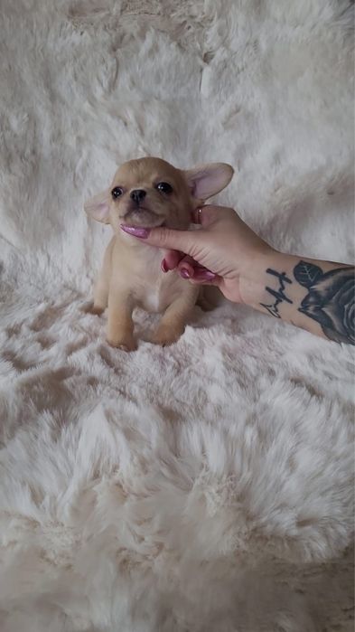 Chihuahua sunia beżowa merle