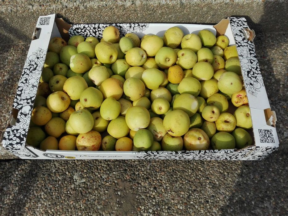 owoce pigwowca sprzedam