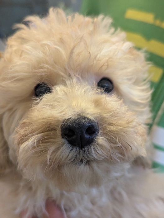 Кремовий хлопчик, готовий їхати додому.