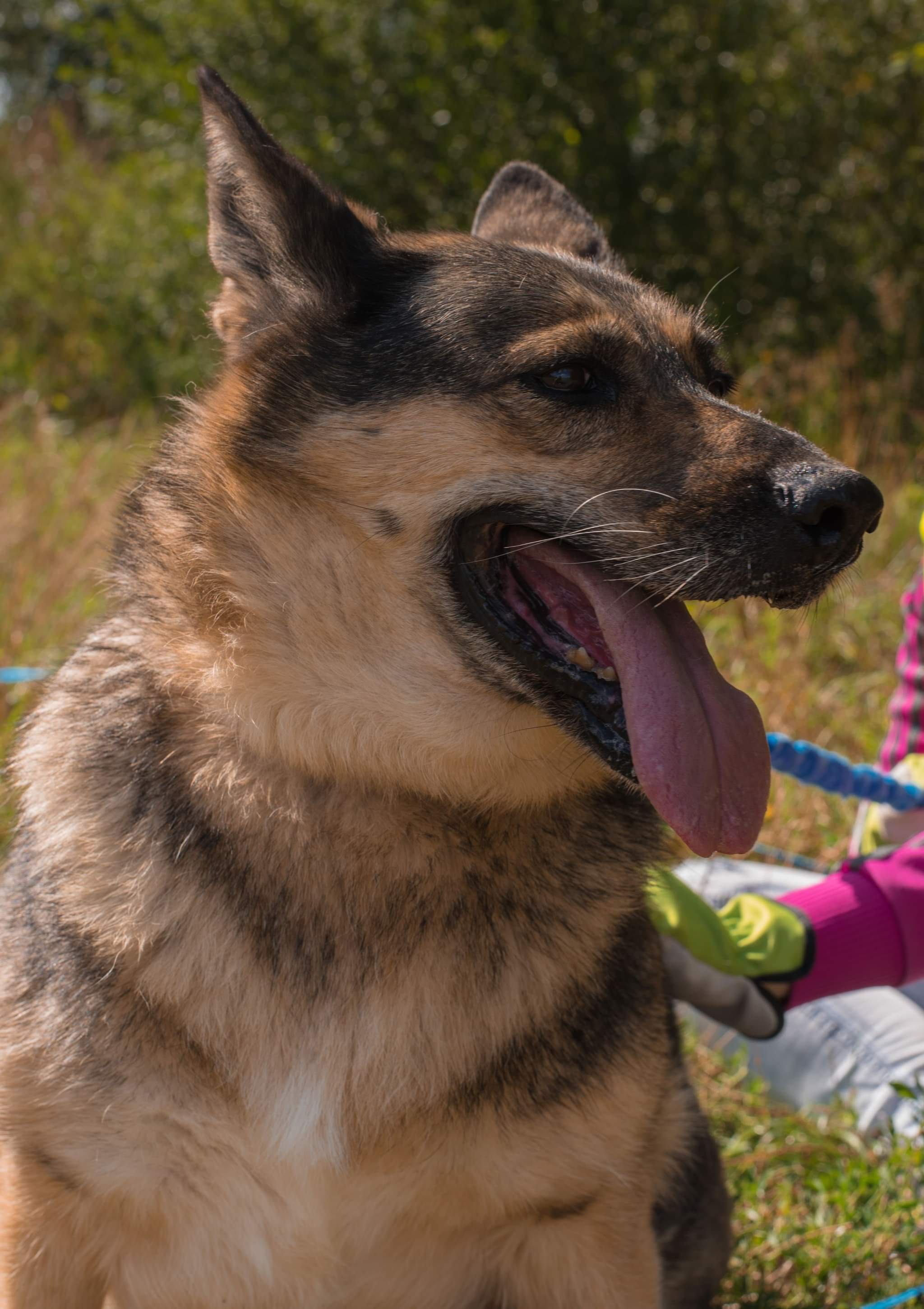 Sunia do adopcji!