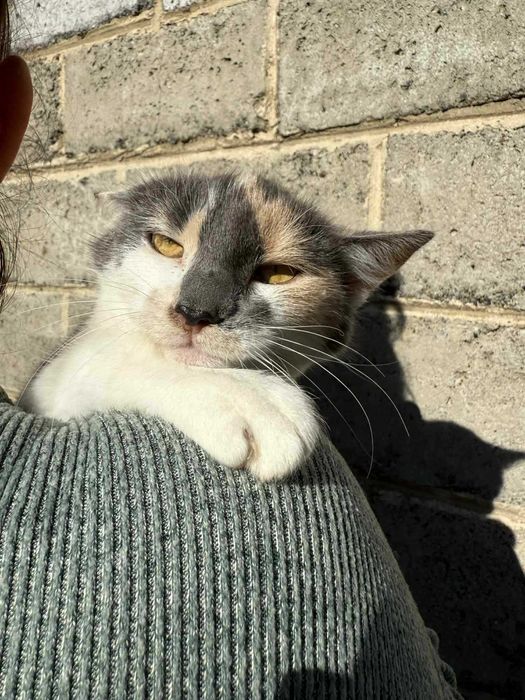 Przepiękna młoda kicia do adopcji