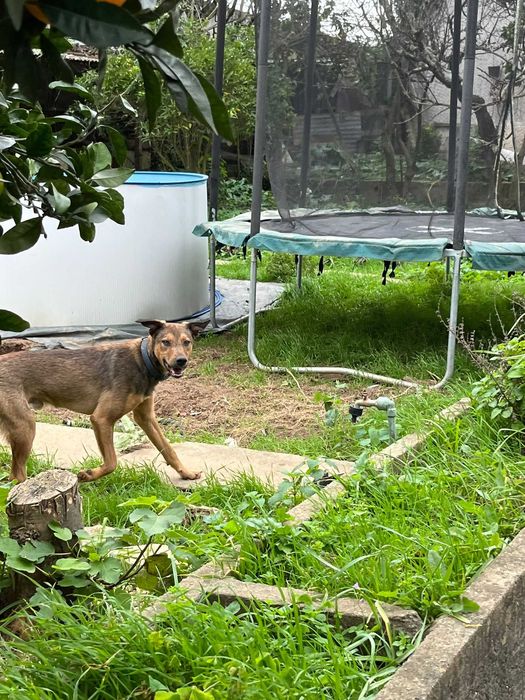 Cão jovem para adoção responsável