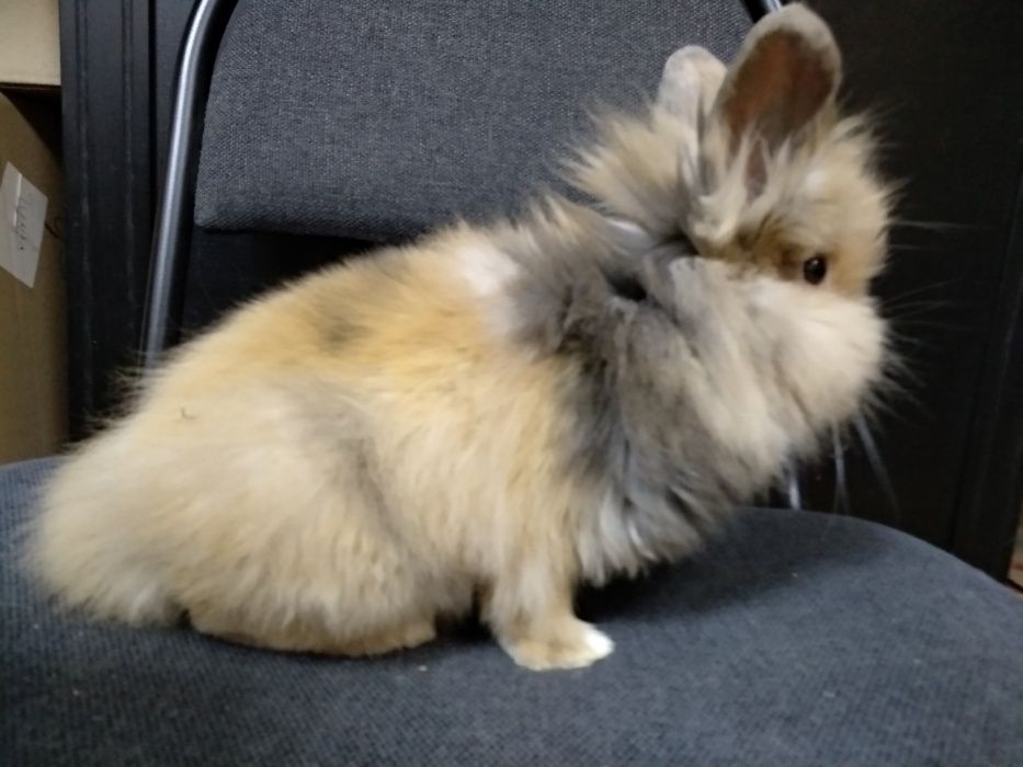 Львиноголовые кролики-настоящий маленький лев