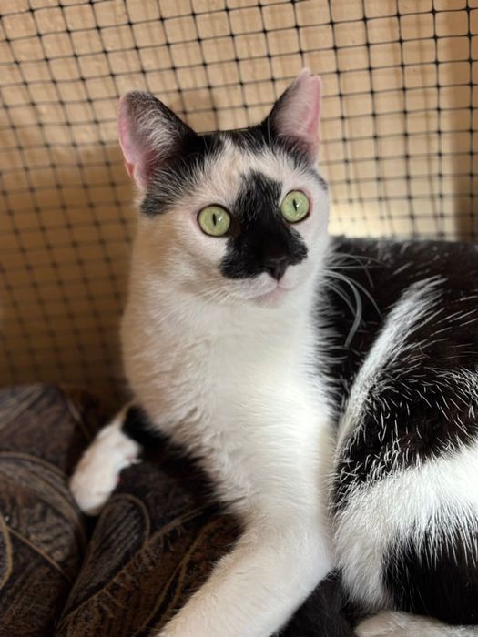 Piękny Monte szuka domu!